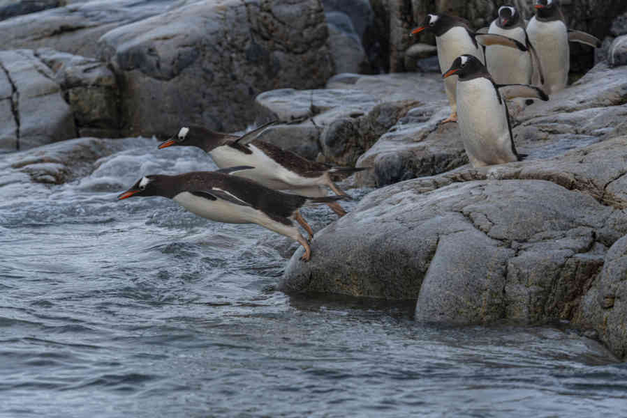 Pingüino Papua o Gentoo - Antártida 05.jpg